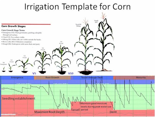 Corn Irrigation Template